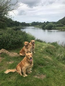 Dogs at tweedhill.co.uk